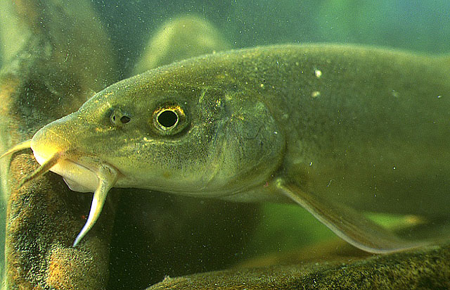 Barbus plebejus Bonaparte, 1839